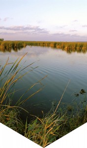 Background Pond