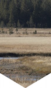 Background Wet Treeline