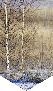 Background Winter